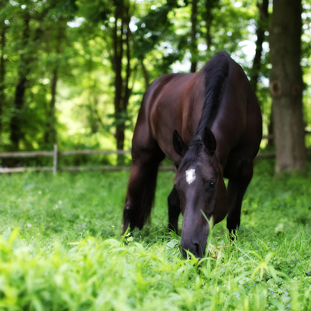 Horse Eating Grass in the Pasture